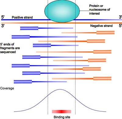 Integrating Peak Colocalization and Motif Enrichment Analysis for the Discovery of Genome-Wide Regulatory Modules and Transcription Factor Recruitment Rules